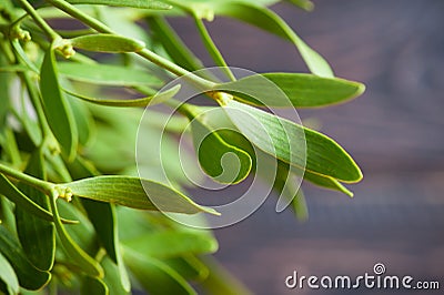 Green mistletoe close up Stock Photo