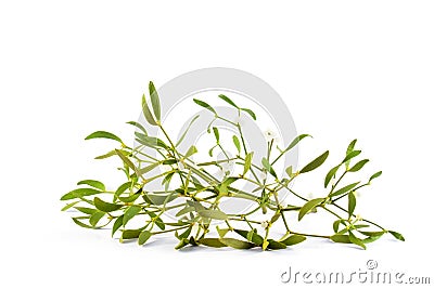 Green mistletoe isolated on white background Stock Photo