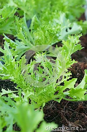 Green Mizuna organic salad vegetable growing Stock Photo