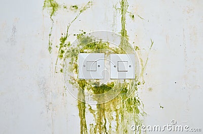 Green Mold on Wall with Switches Stock Photo