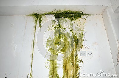 Green mold on a wall Stock Photo