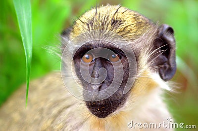 Green monkey in Senegal, Africa Stock Photo