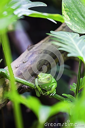 Green monkey tree frog Stock Photo