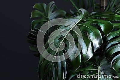 Green Monstera Leaves on Dark Background, Wallpaper. 3d rendering Stock Photo