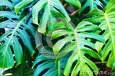 Green monstera leaves Stock Photo