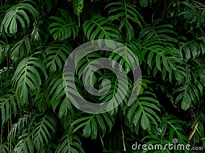 Green monstera philodendron tropical plant leaves vine background, backdrop Stock Photo