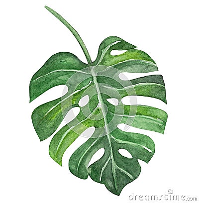 Green monstera tropical leaves watercolor illustration, isolated Cartoon Illustration