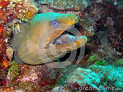 Green Moray Eel Stock Photo