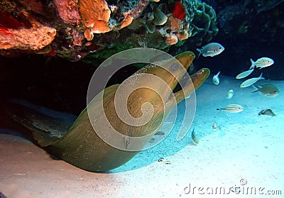 Green Moray Eel Stock Photo