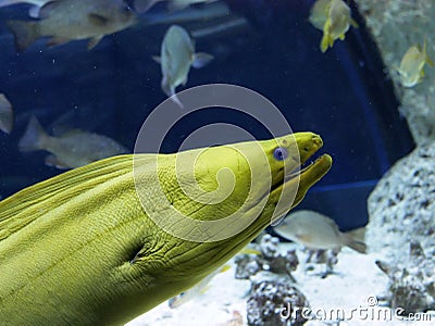 Green moray at the Gosier aquarium in Guadeloupe Stock Photo