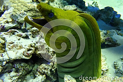 Green Moray Stock Photo