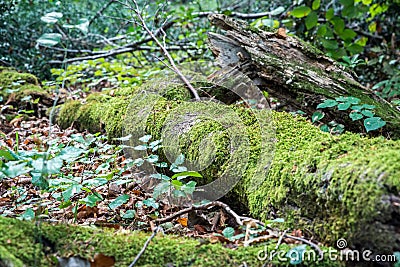 Green mos growing on a big tree trunk. Blurry forest background. Autumn leaves on the ground. Low-angle close-up shot. Stock Photo