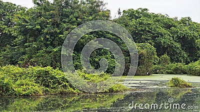 Green mosaic vines Landscape Slightly turbulent Stock Photo