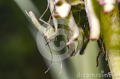 Green mosquito on dandelion blossom Stock Photo