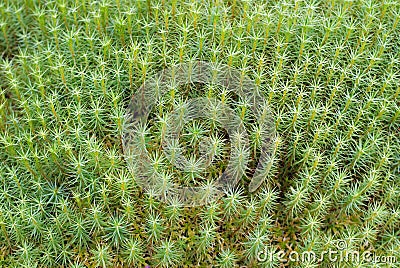 Green Moss Background (Polytrichum commune) Stock Photo