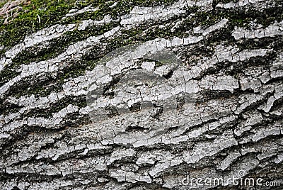 Green moss on the bark of a tree Stock Photo