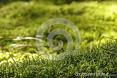 Green moss covered ground in cozy forest. Stock Photo