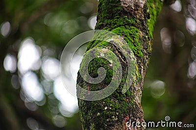 Green Moss covered rambutan tree Stock Photo
