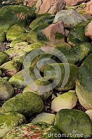 Green moss covered rocks Stock Photo