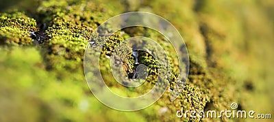 Green moss, environmental protection, nature concept Stock Photo