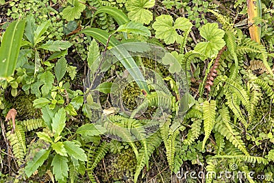 Green moss and fern background with copy space Stock Photo