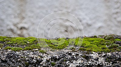 Green moss on the floor, moss closeup, macro. Blur background, copy space Stock Photo