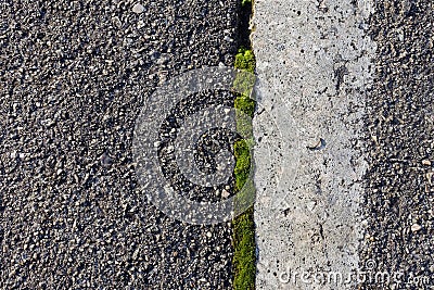 Green Moss Growing in a Crack in Pavement Stock Photo
