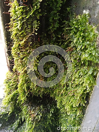 green moss growing on a damp doorpost, taken during the day Stock Photo