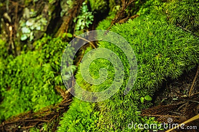 Green moss is growing at the root of the tree. Moss texture in nature for wallpaper. soft focus Stock Photo