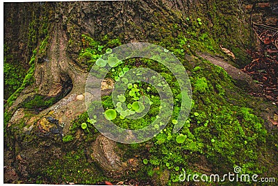 Green moss growing on tree Stock Photo