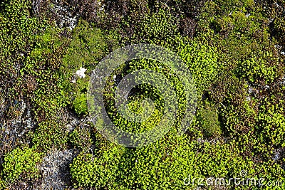 Green Moss Stock Photo