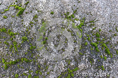 Green moss grows on uneven and rough surface of gray stone. Relief and texture of stone with fancy patterns and grass cover. Stock Photo
