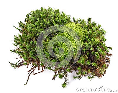 Green moss isolated Stock Photo