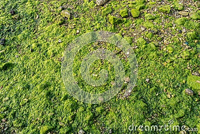 Green moss and lichen on grunge stone shore coast as background Stock Photo