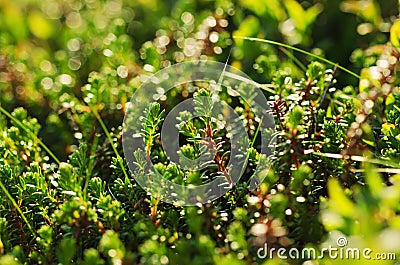 Green moss macro Stock Photo