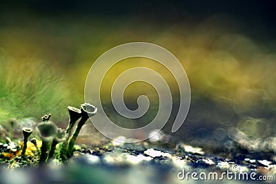 Green moss microcosm macro nature Stock Photo