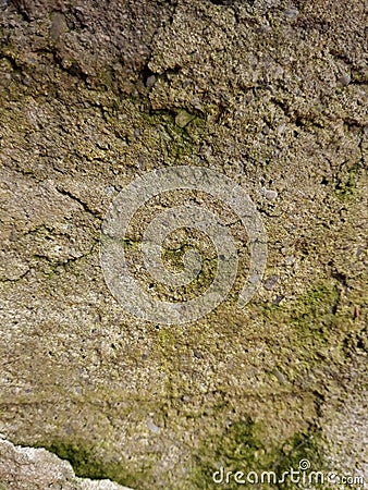 Moss on the old wall Stock Photo