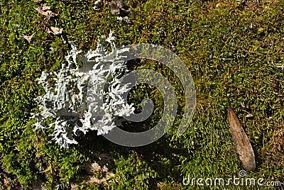 Green moss on old wooden surface and white moss over it close up detail Stock Photo