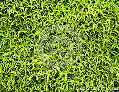 Green moss patern Stock Photo