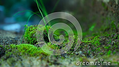 Green moss plants Stock Photo