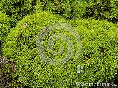 green moss plants that grow abundantly Stock Photo