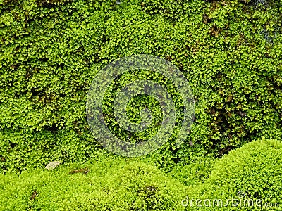 green moss plants that grow abundantly Stock Photo