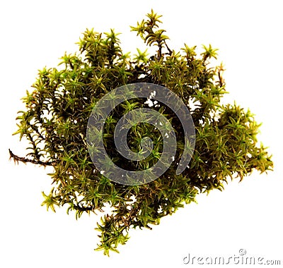 Green moss single tuft isolated on white background Stock Photo