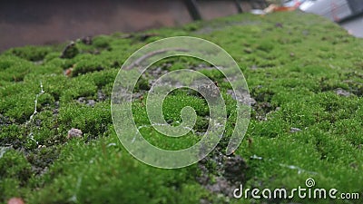 Green moss Stock Photo