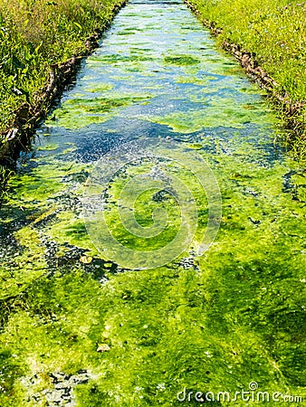 Green Moss swamp on a river Stock Photo