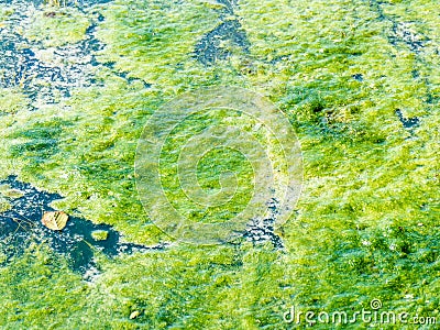 Green Moss swamp on a river Stock Photo