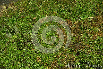 Green moss texture in nature thailand Stock Photo