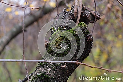 Green moss on the tree Stock Photo