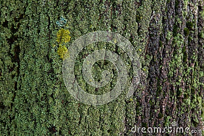 green moss on a tree bark Stock Photo
