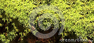 Green moss on a tree. This is a close-up/macro photo of moss, showing its fascinating details. Photo has a shallow depth-of-field Stock Photo